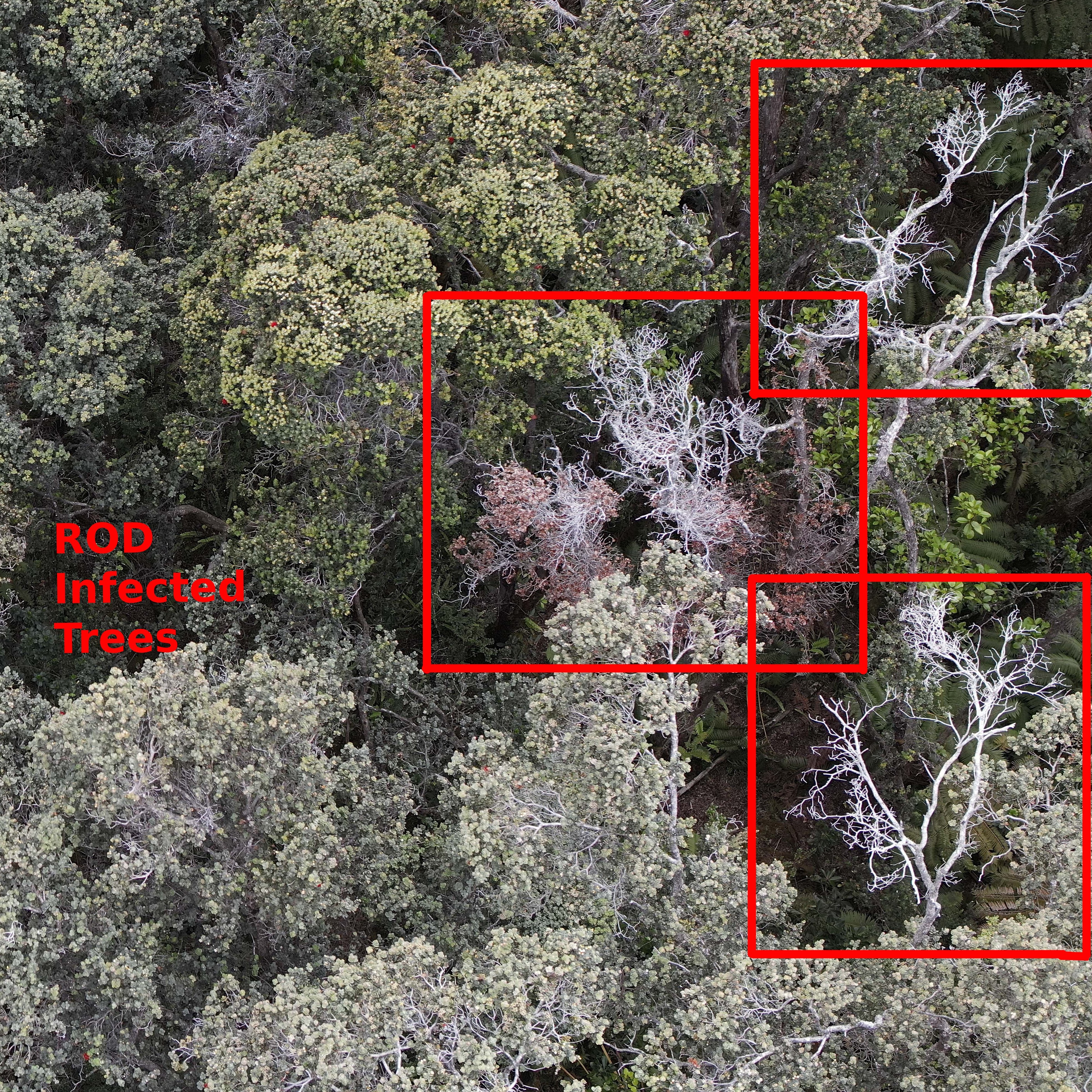 Overhead shot of 'Ohi'a Trees, shot via drone